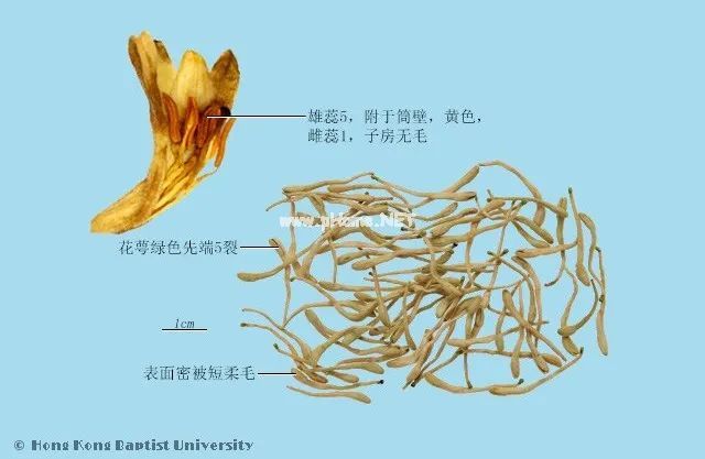凌冬不凋，藤绽金银——忍冬