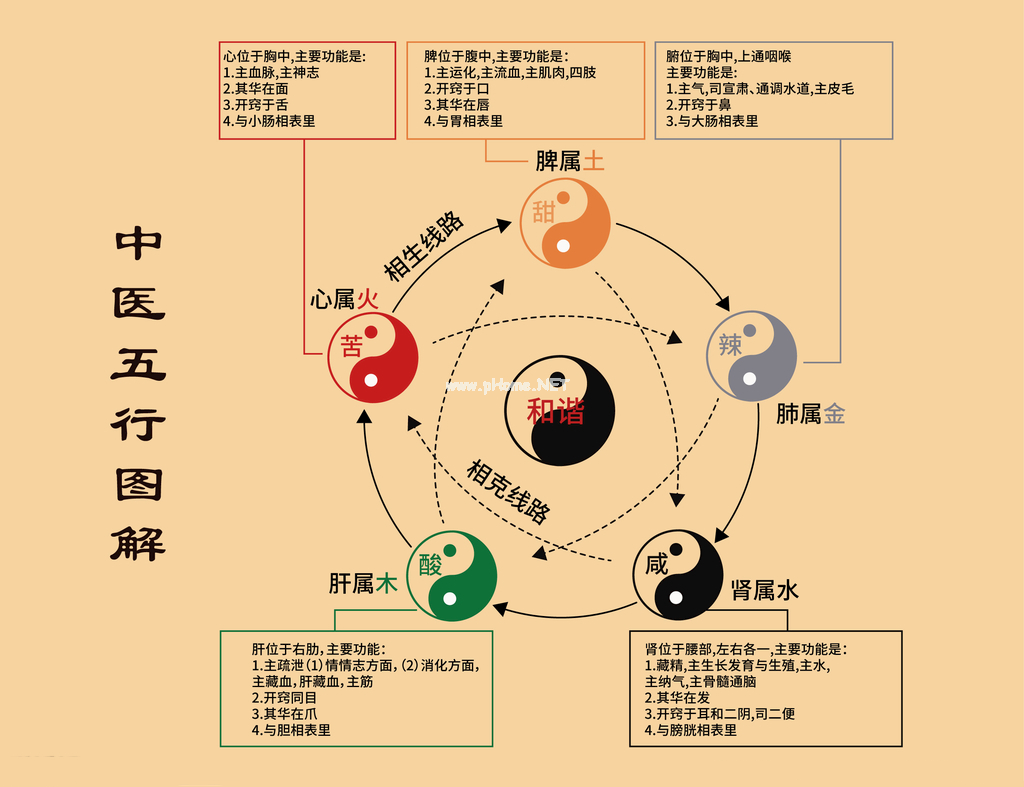 用中医思维来理解，中医的“五行”！