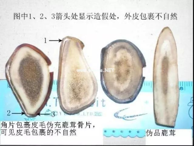 火眼金睛识鹿茸