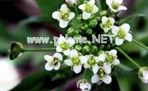 宁吃荠菜鲜，不与灵丹换