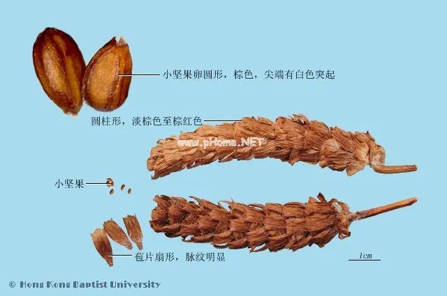 夏枯草不仅可以做凉茶，还是清肝散结之佳品