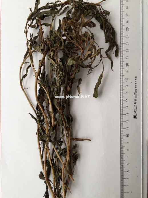 端午时节话佳药：佩兰