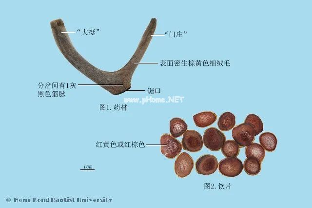 那些用过鹿角的中成药，你了解多少