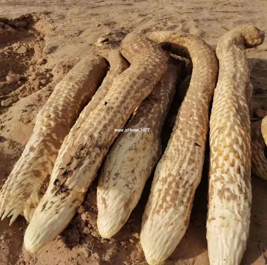 肉苁蓉：沙漠人参，补肾益精养颜之圣品