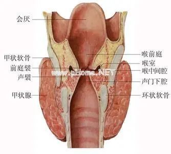 孩子出现“小狗叫”，警惕小儿急性喉炎