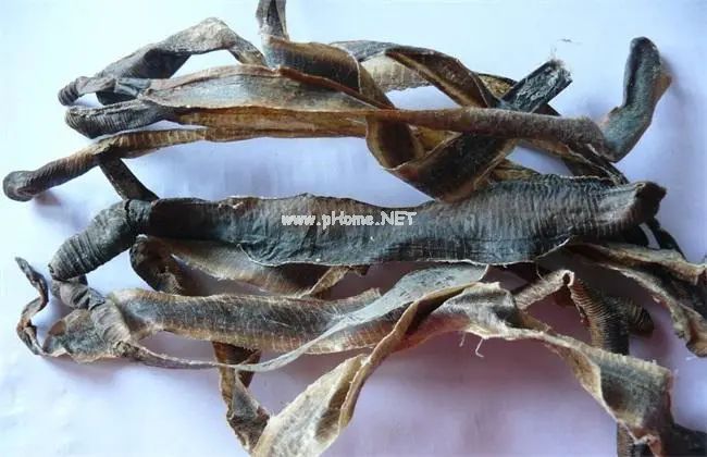 穿梭在土壤中的中草药——地龙