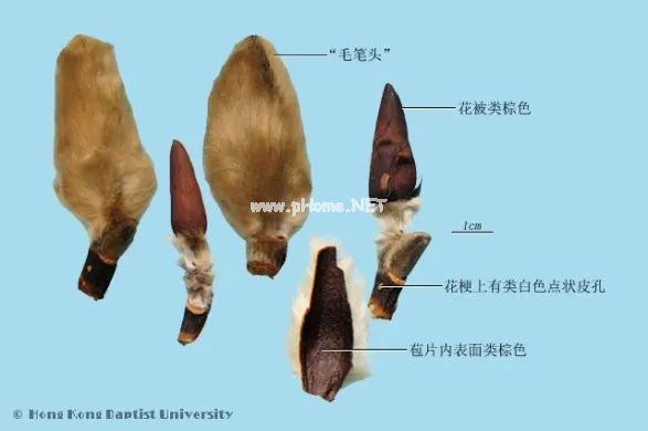 春天里的这朵花，治鼻炎有奇效
