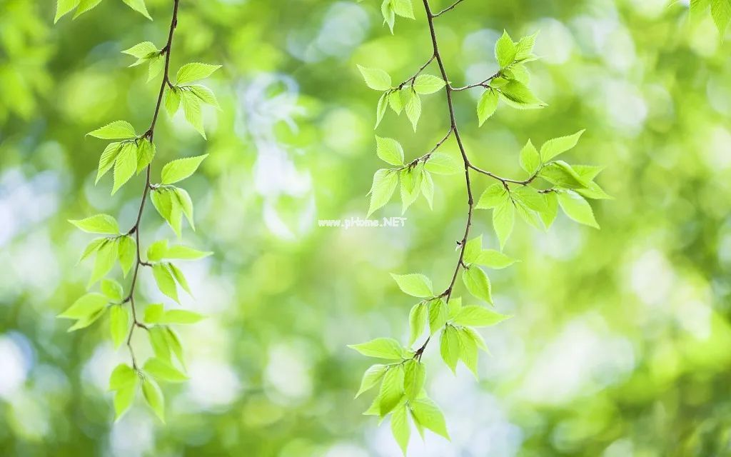 不伤脾的小茶方，能解春天的肝火、理肝气!