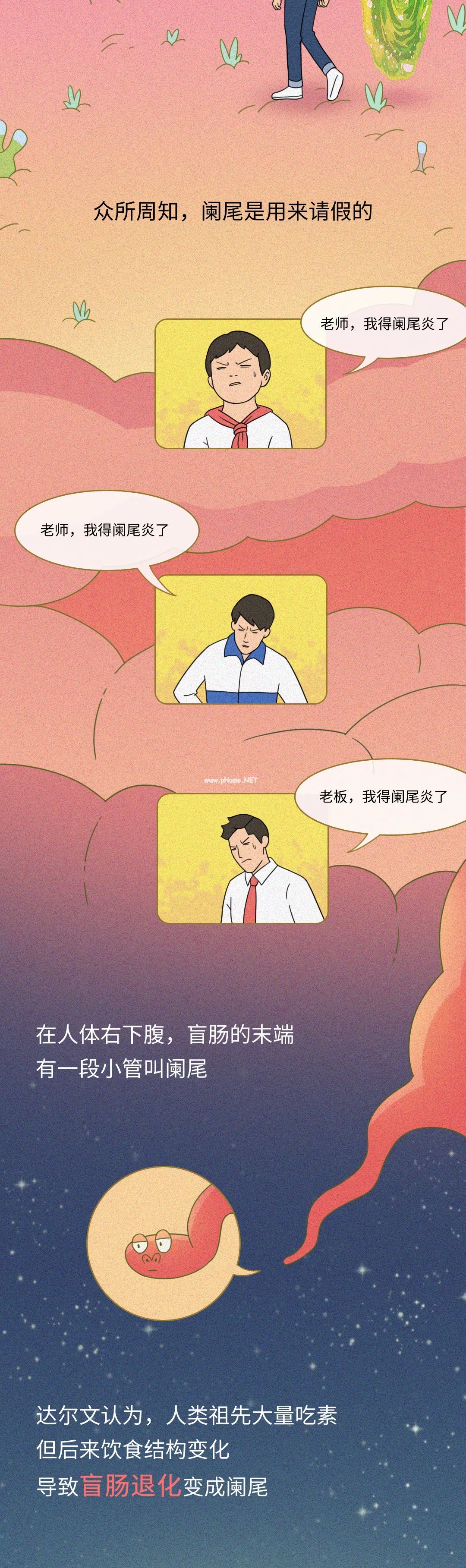 男人身上的五大废物器官，哪个最没用？