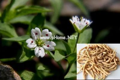 【太子参】这款被列为保健食品的中药材，大人小孩都爱