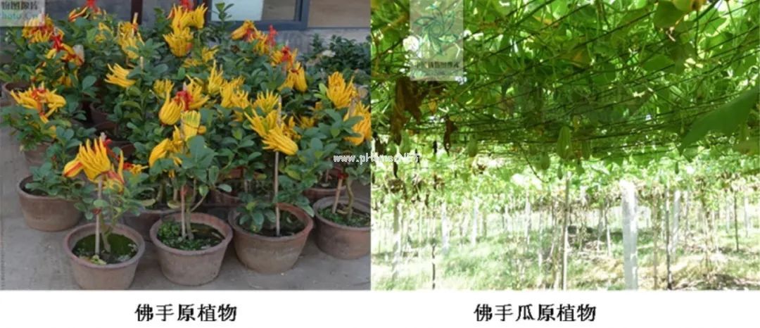 佛手 VS 佛手瓜，一字之差却大有不同！