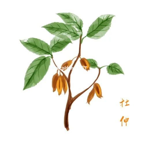 补肾壮阳强腰膝，神奇的杜仲不可少