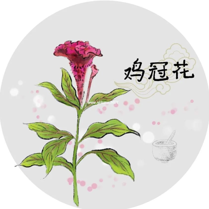 路边随处可见的鸡冠花，原来是个药食两用的好药材