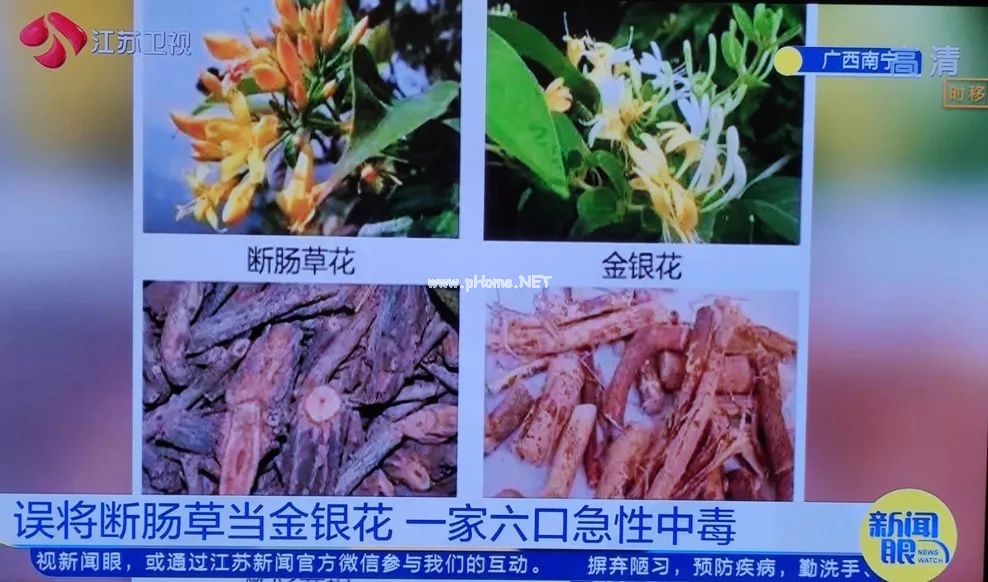 神雕侠侣断肠草，不是银花是毒草