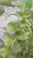 宁吃荠菜鲜，不与灵丹换