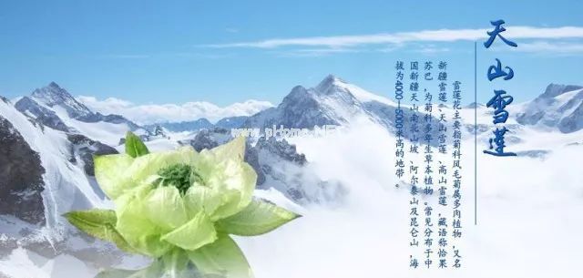 带您走近传说中的“天山雪莲”
