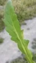 宁吃荠菜鲜，不与灵丹换