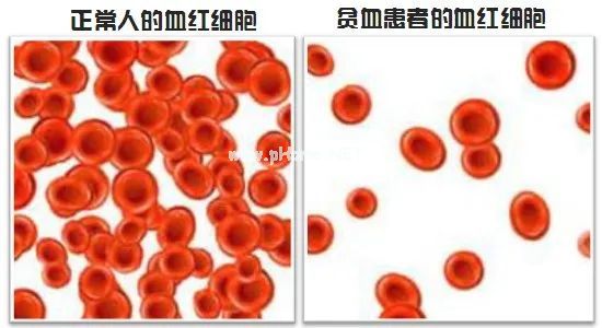 阿胶补血究竟是不是交智商税？药师来为它正名！