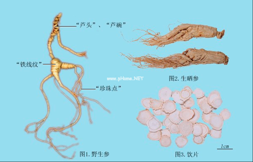 所有的“参”都是用来补的吗？用“参”补身有学问！