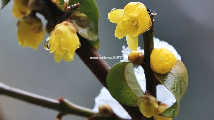 蝶采花成蜡，还将蜡染花腊——记腊梅花