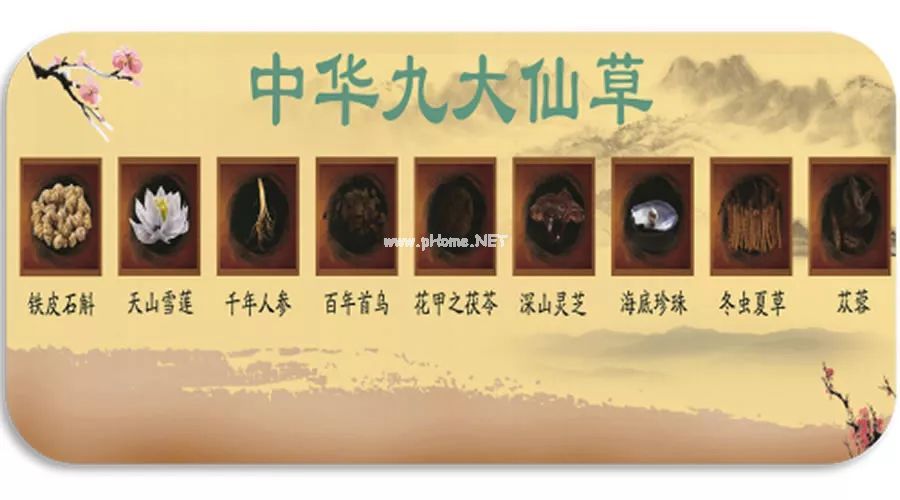 九大仙草之首——铁皮石斛