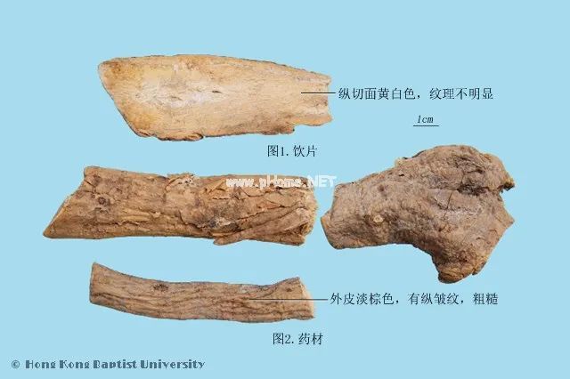 天然的雌激素——葛根