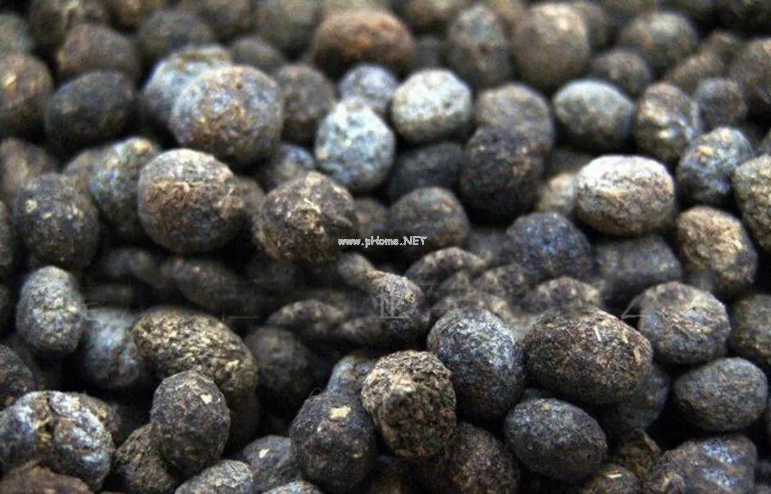 刘寄奴是啥？王不留行又是啥？细数奇怪中药名背后的故事