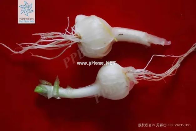 春天里的这个“野蒜”，最适合心血管不好的人吃！