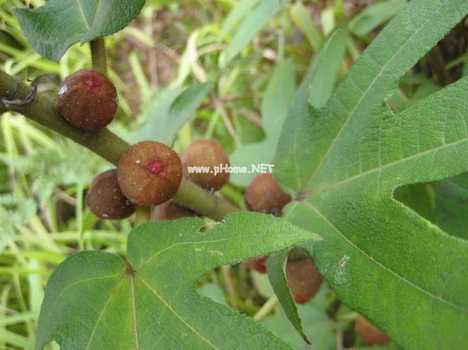 药师话你知，一味比北芪更适合南方人补气的中药