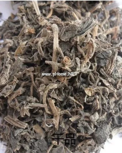 小小马齿苋，功效却不凡！