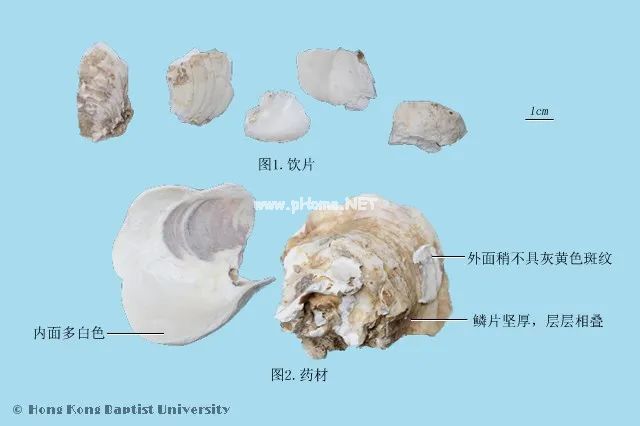吃完生蚝，壳千万别扔了，药师教你这样用