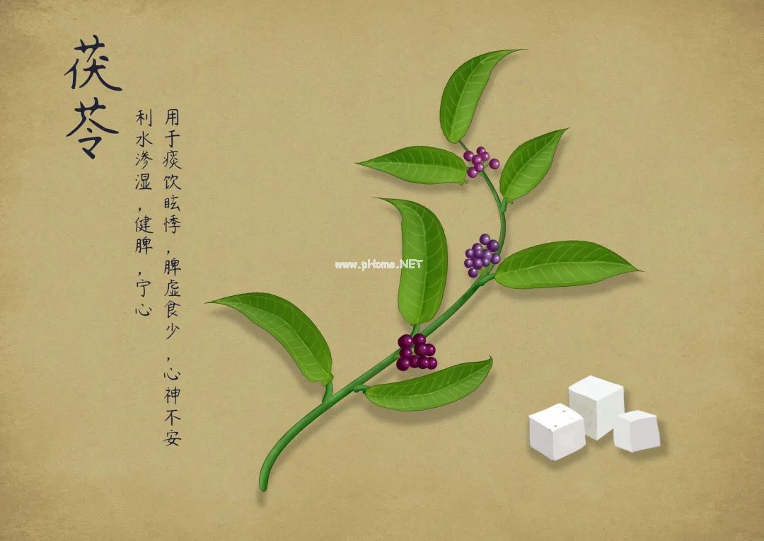 一字之差 | 茯苓与土茯苓，功效全不同