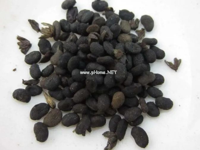 呋喃香豆素，是药！也是药的“公敌”