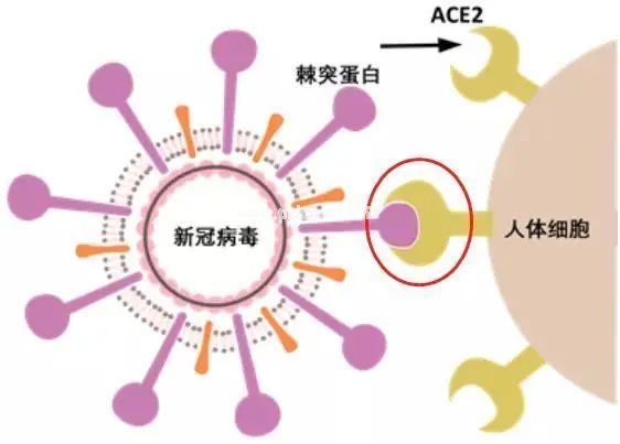 “新冠腹泻株”？阳了之后为何会出现腹泻