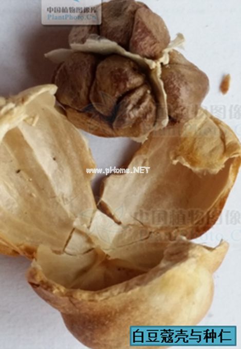 芳香化湿药——白豆蔻，宜食宜用价值高