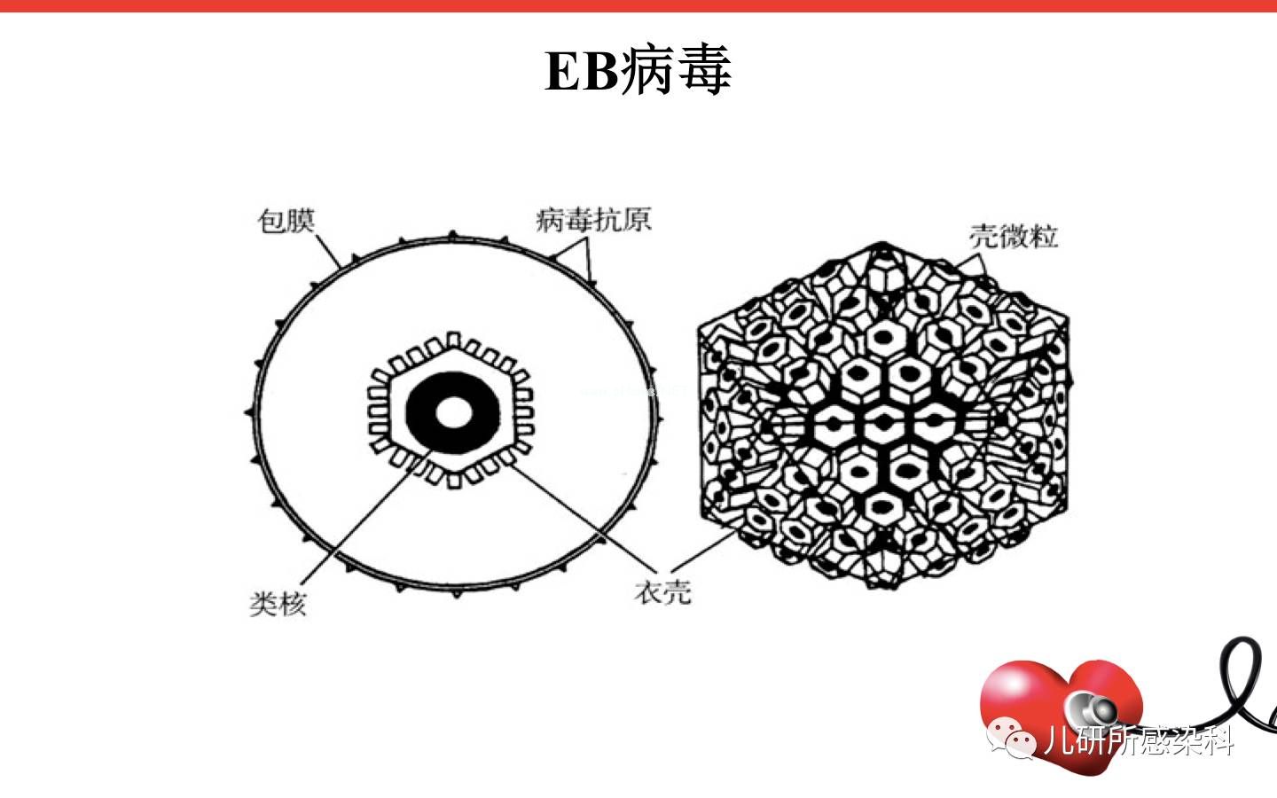 儿童主要非肿瘤性EB病毒感染相关疾病的诊断和治疗原则建议——第一辑