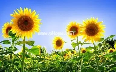癌症是一种毒（60年临证总结录）