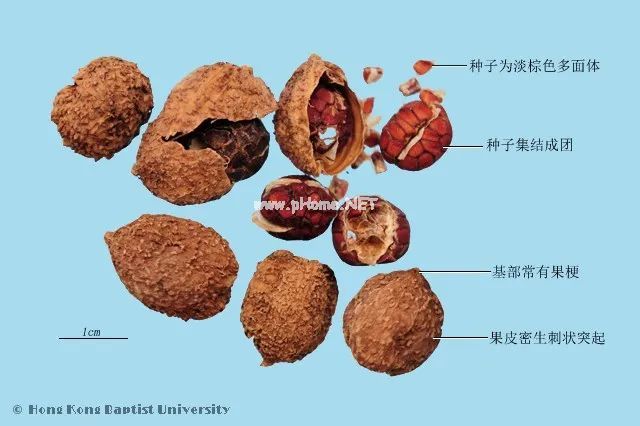 砂仁治牛瘟，也能治人病，香味浓郁...真是一个大宝贝！