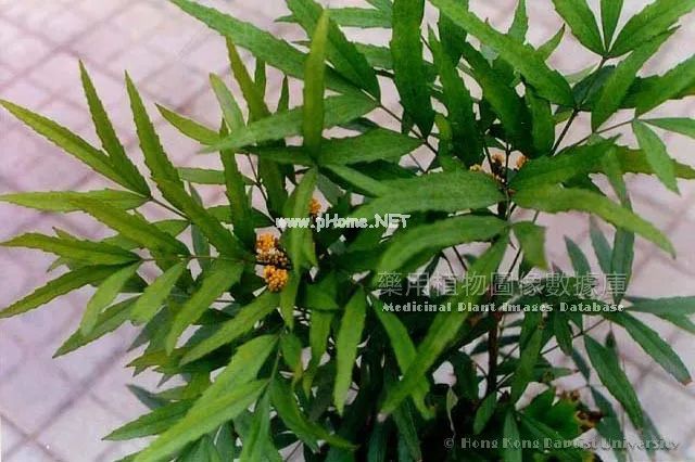 一个霸气的中药：十大功劳
