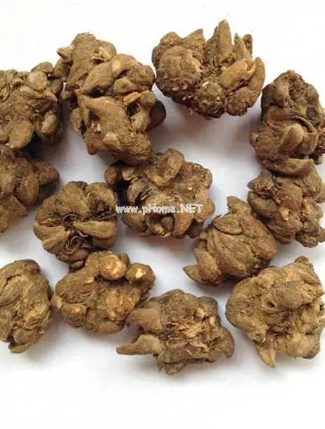它长得像猫爪子，却是一味治疗结节的良药