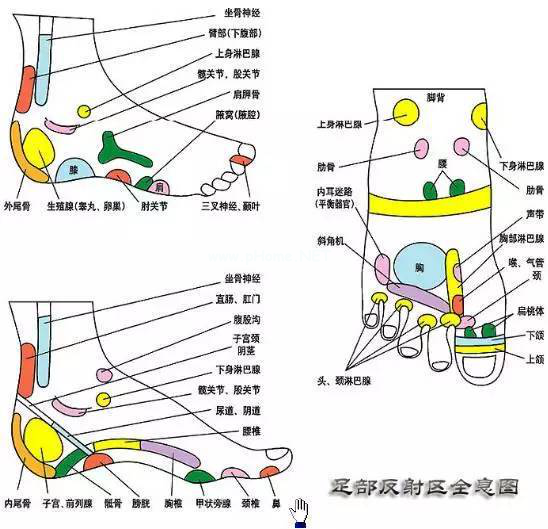 人体五大反射区，有图备查