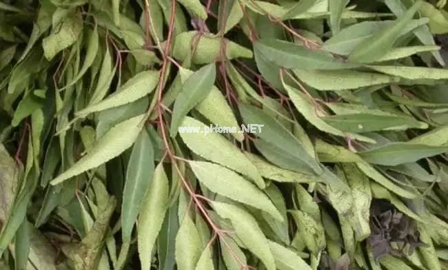 肠道清洁小能手——番泻叶