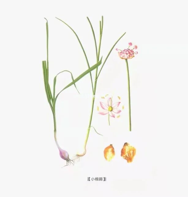 春天里的这个“野蒜”，最适合心血管不好的人吃！