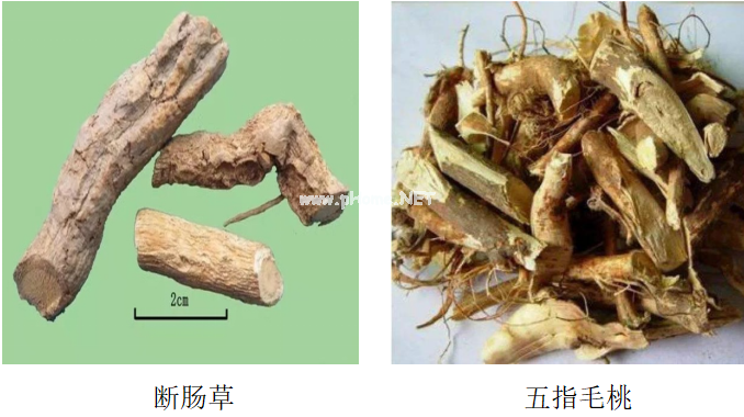 让人又爱又恨的——断肠草