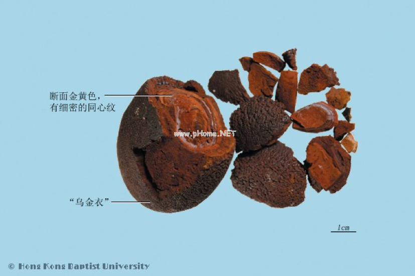 常见中药传统鉴别术语（一）