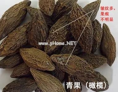 古老的西域舶来之药——诃子