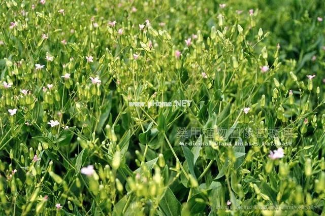 麦田里常见的野草，却是通乳圣药