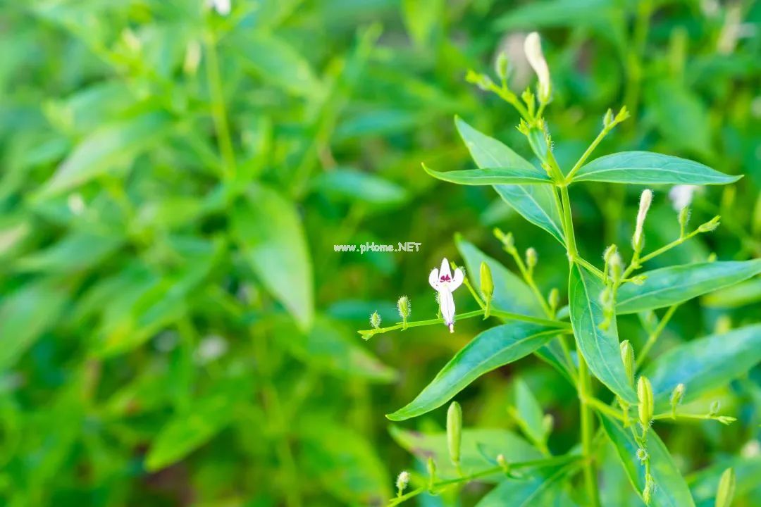 一味直穿心脏的苦药——穿心莲