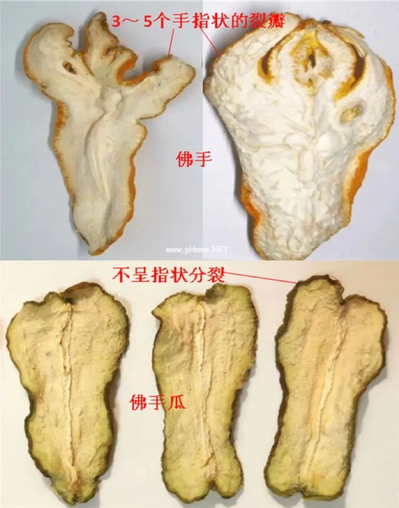 佛手 VS 佛手瓜，一字之差却大有不同！