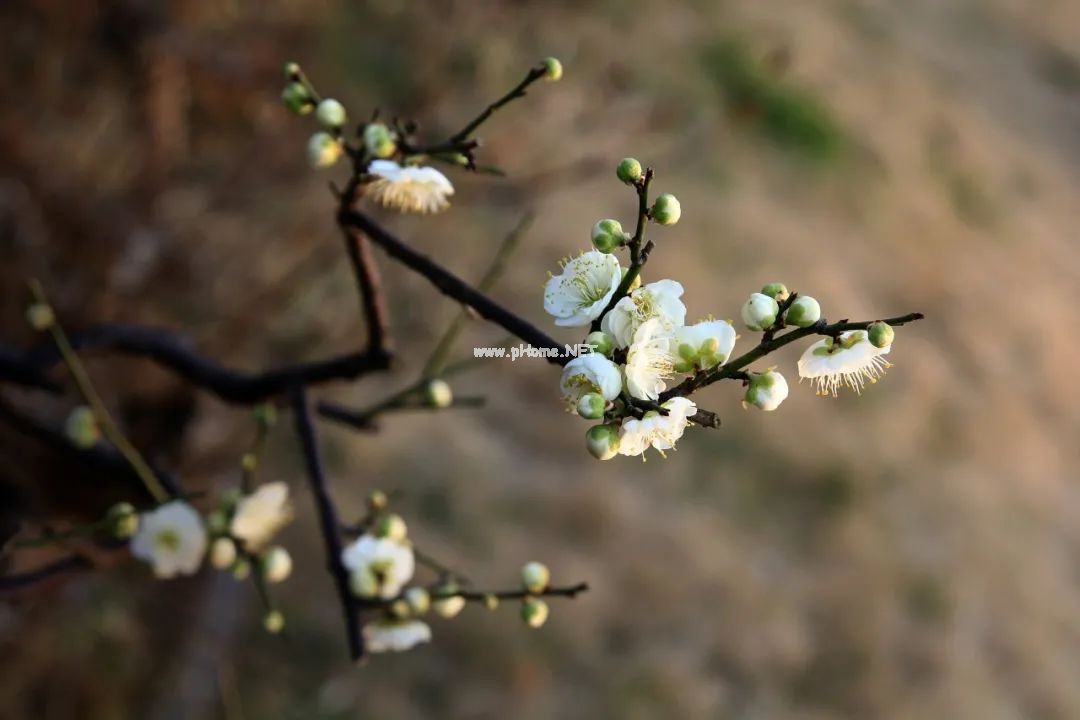 梅花不仅可以观赏，还可以美容、泡茶、煮粥、入药……